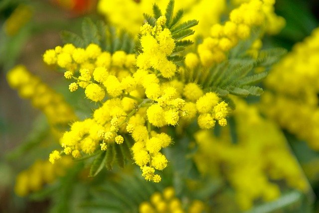 il fiore della mimosa