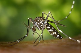foto di zanzara