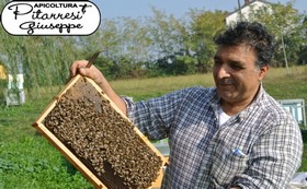 foto pitarresi apicoltore