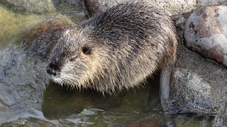 Foto nutria