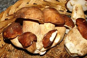 grossi funghi non ancora raccolti