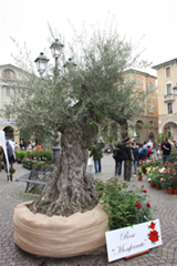 riso e rose in piazza mazzini