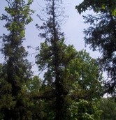 immagine alberi 