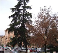 foto cedro in via giolitti