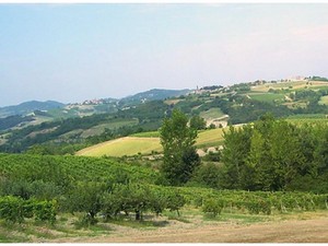 foto panoramica con vigne