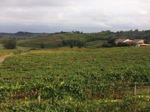 paesaggio vitivinicolo monferrino