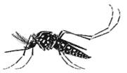 disegno di una zanzara tigre