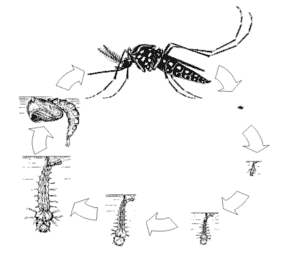 Ciclo vitale della zanzara